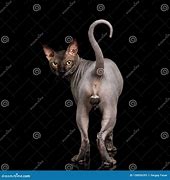 Image result for Sphynx Cat Creepy