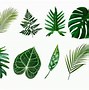 Image result for Single Leaf