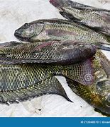 Image result for Live Tilapia Fish