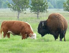 Image result for Bison vs Cow