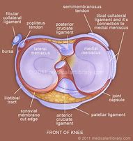 Image result for Knee Joint Meniscus