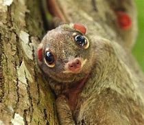 Image result for colugos baby