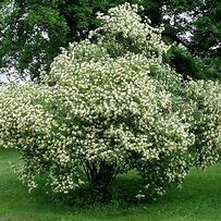 Image result for Grey Dogwood Bush