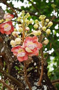 Image result for Shorea Robusta