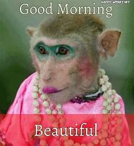 Image result for Funny Monkey Love