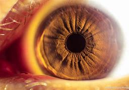 Image result for Macro Eye Photography African American