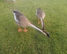 Image result for Chinese Geese