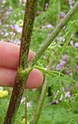 Image result for Conium Maculatum Wetland