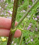 Image result for Conium Maculatum Leaf