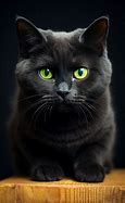 Image result for Green and Black Cat