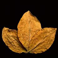 Image result for Real Leaf Tobacco