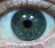 Image result for Greenish Yellow Eyes Logo