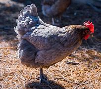 Image result for Blue Chicken MN