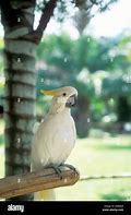 Image result for Sulphur Crested Cockatoo for Rehoming