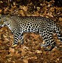 Image result for Java Leopard