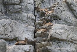 Image result for Wildlife Wall Placqus