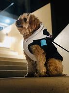 Image result for Pepper Dog Photos