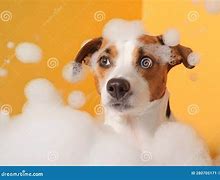 Image result for Dog Bubble Bath