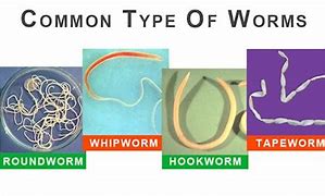 Image result for Parasitic Worms