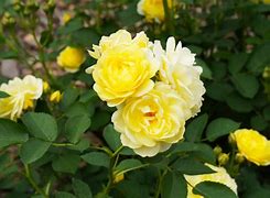 Image result for Itali Roses