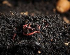 Image result for Soil Microbes