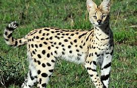 Image result for Serval Cat Tail