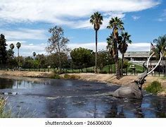 Image result for La Brea Tar Pits Woolly Mammoth