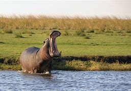 Image result for Monster Hippo