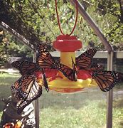 Image result for Butterfly Feeder