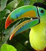 Image result for Panama Cool Animals