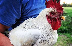 Image result for Delaware Chicken Rooster