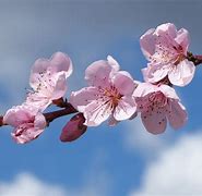 Image result for What IA Cherry Blossom Flower