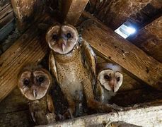 Image result for Barn Owl Family