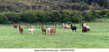 Image result for Llama Pasture