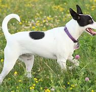 Image result for Miniatue Rat Terrier