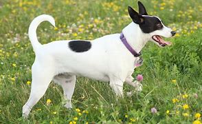 Image result for Rat Dog Breed