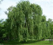 Image result for Willow Tree Plant