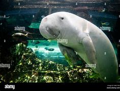 Image result for Dugongs Being Cute