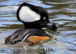 Image result for Hen Hooded Merganser