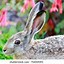 Image result for Hare Portrait Side Profile