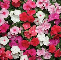 Image result for Vinca Garden