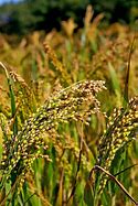 Image result for Millet Plant