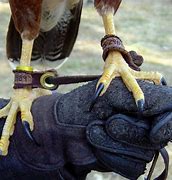 Image result for Hawk Talons around a Volleyball