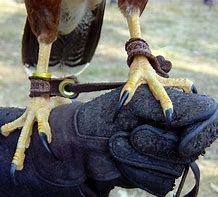 Image result for Hawk Talons