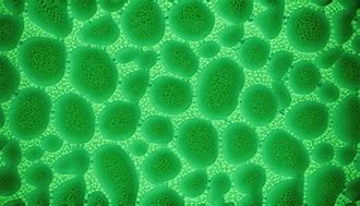 Image result for BW Cell Texture