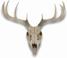 Image result for Buck Skull