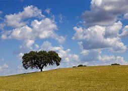 Image result for Alentejo North