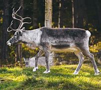 Image result for Sweden Animals