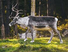 Image result for Sweden Animals Names