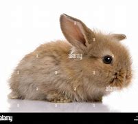 Image result for Baby Brown Rabbit